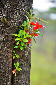 树上生长的明亮红色野生兰花环境植物学森林荒野植物木头花束叶子花瓣季节图片