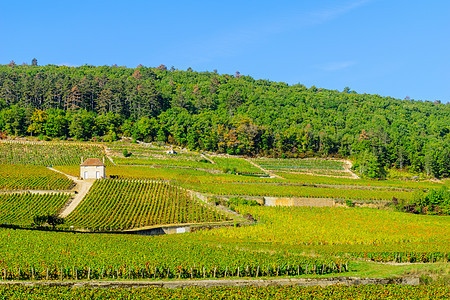 伯根迪州科尔多岛农场葡萄园旅行世界风景村庄藤蔓农村场地乡村图片