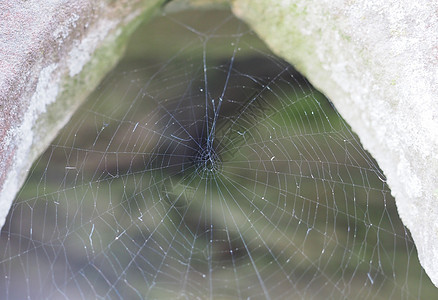 网蜘蛛选择性焦点背景图片