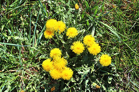 期间在绿色草地上的蒲公英花的特写视图生长场地杂草植物群花瓣蜜蜂花园太阳宏观季节图片