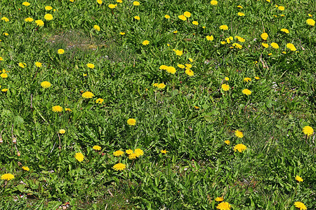 期间在绿色草地上的蒲公英花的特写视图宏观植物群蜜蜂水仙花植物杂草生长公园场地雏菊图片