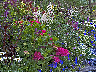 花朵的多彩边框 与海德拉 阿斯蒂比 霍斯达斯交界图片