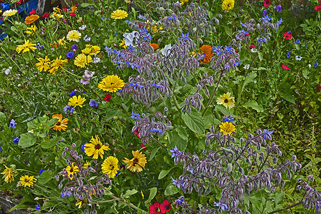 包括卡伦杜拉在内的混合种植的多彩花草地水平花朵金盏花黄色万寿菊植物红色蓝色紫色粉色图片