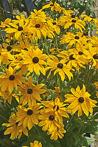 黑眼苏珊花在花园边界花朵边框黄色背景图片