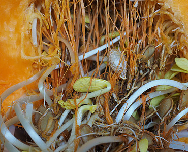 南瓜种子芽食物蔬菜美食生长豆芽橙子饮食营养图片