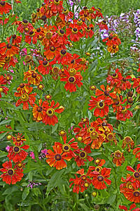 靠近花园花朵边框 与多彩色Helenium Moerheim美人红色橙子背景图片