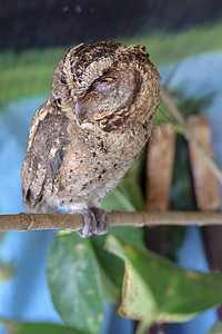 一只年轻的小长耳猫头鹰坐在树枝上看着相机 可爱的 Asio Otus 一只幼猫头鹰在阳光下站在树枝上的特写镜头 背景模糊艺术孩子图片