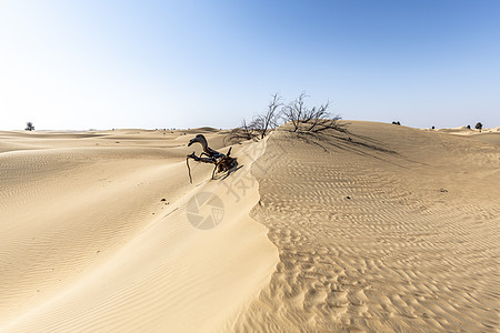 沙漠吞食树木沙丘全球挑战干旱环境荒野冒险目的地土地旅行图片