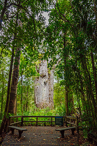 Waipoua森林中的Kauri树植物国家旅行公园热带踪迹衬套荒野丛林父亲图片
