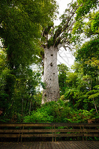 Kauri 树森林树干绿色旅行植物群木头天空丛林植物叶子图片