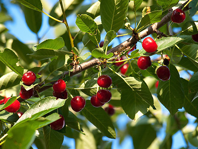 树枝上的樱桃浆果食物营养素种子衬套荒野叶子植物培育水果图片