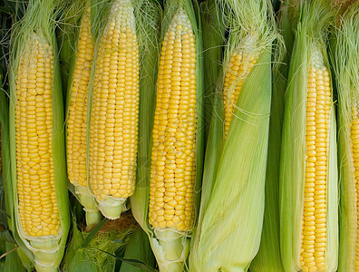 玉米背景背景营养棒子面谷物收成文化农场粮食早餐玉米片饮食图片