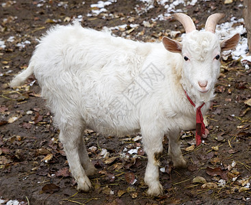 山羊胡子白色家畜脊椎动物哺乳动物女性动物小山羊农场图片