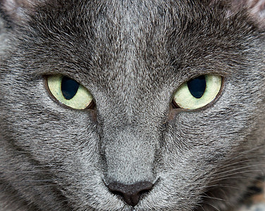 猫眼猫咪食肉蓝色动物绿色毛皮伴侣灰色宠物哺乳动物图片