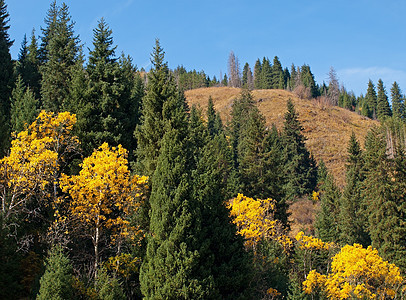 山丘秋季全景风景阳光公园木头植物群天堂土地旅行国家野生动物图片