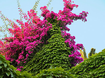 布干维尔a园艺气候热带生长异国植物群植物蓝色情调紫色图片