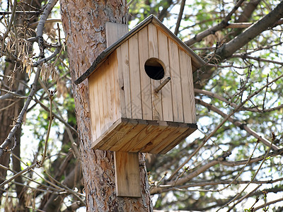 鸟窝木头鸟巢雏箱居住小屋房间房子工艺哥屋季节背景图片