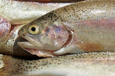 彩虹鳟鱼食物美食渔业海洋钓鱼皮肤海鲜营养饮食斑点图片