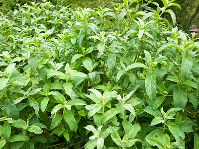 聚粉色药物花园草本植物宏观生长树叶枝条药店香料植物群图片