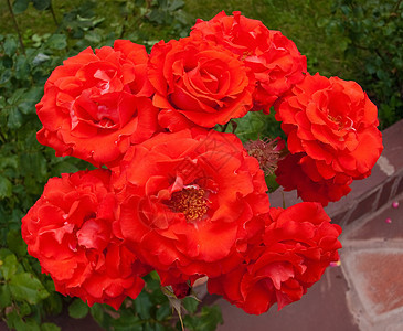 玫瑰花红色美丽玫瑰宏观花瓣图片