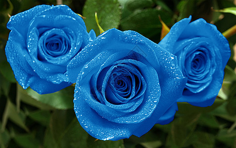 三个蓝色玫瑰图片