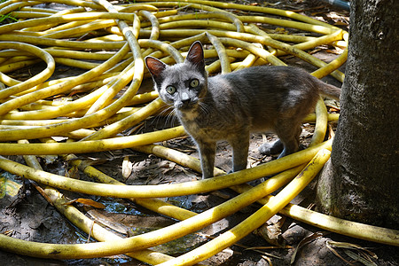 一只黄色管子里有奇怪外观的猫图片