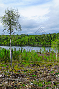 Kuntijarvi湖景观风景天空美丽松树针叶林森林支撑荒野远足环境图片