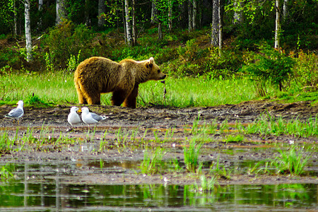 在Kuusamo地区棕熊荒野捕食者女性棕色动物群野生动物哺乳动物木头针叶林危险图片