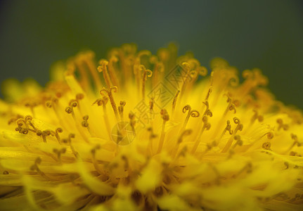 Dandelion 黄色花朵缝合宏花园活力花粉图案柔软度植物生长植物群草地叶子图片