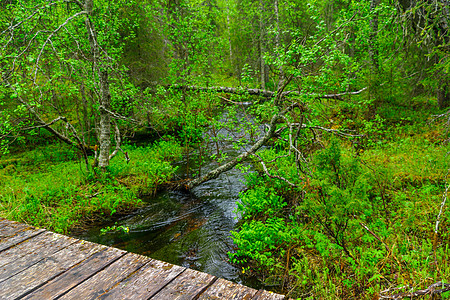芬兰拉普兰地区国家的北方高清图片