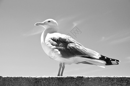 海鸥白色野生动物羽毛蓝色天空荒野冒充动物翅膀自由图片