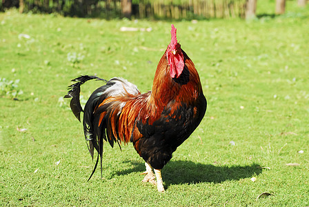 红公鸡草地动物黑色家禽农场乡村绿色波峰农业男性图片