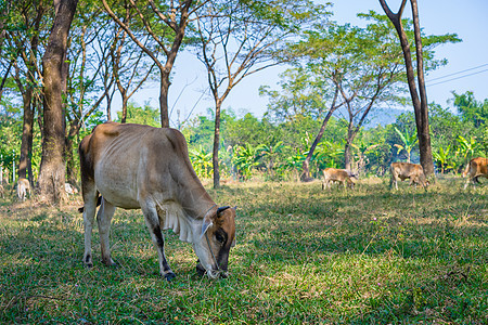 牛在田里吃草牛肉蓝色黑色草地农村农田牧场森林绿色白色图片