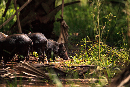 婴儿野生猪也称为feral Hig或小猪母猪树木小动物少年林根松树图片
