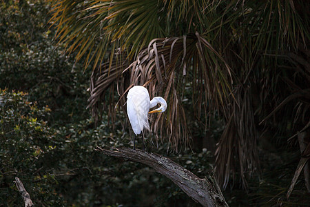 白色的埃格雷特大鸟在沼泽中的一棵树上栖息白鹭羽毛动物苍鹭野生动物白鸟图片