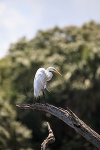白色的埃格雷特大鸟在沼泽中的一棵树上白鸟动物羽毛野生动物苍鹭栖息白鹭图片