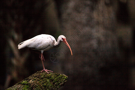 美国白鸟栖息白色羽毛野生动物沼泽动物图片