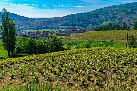 在Beaujolais与Quinci村的葡萄园和农村风景村庄教会农场场景场地爬坡藤蔓旅行旅游图片