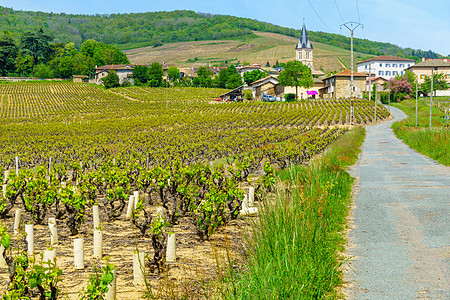 在Beaujolais与Quinci村的葡萄园和农村风景国家场景爬坡场地旅游农场村庄教会藤蔓图片