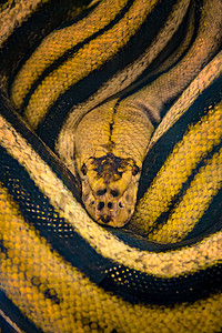 金黄色蟒蛇岩石动物热带动物群爬虫野生动物宠物荒野金子网状图片