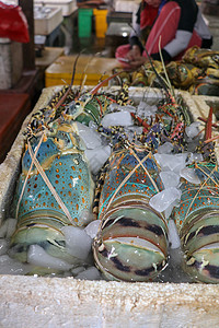在印度尼西亚巴厘岛金巴兰的出售的新鲜海鲜 Kedonganan卖鱼的新鲜龙虾 在海鲜柜台上出售的冰鲜龙虾海洋章鱼高架螃蟹奢华店铺图片