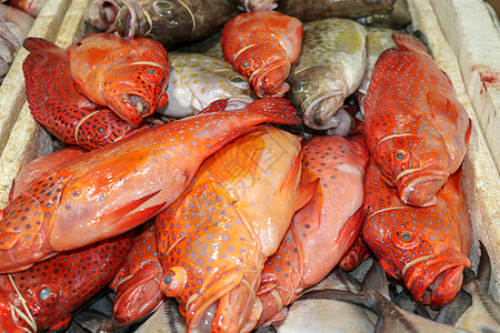 金巴兰鱼市上冰镇的新鲜海鲜 在金巴兰鱼市出售的鲜鱼红石斑鱼 在出售的红色鲜鱼 传统市场上的异国情调的鱼钓鱼鲷鱼奢华热带餐厅主菜旅图片