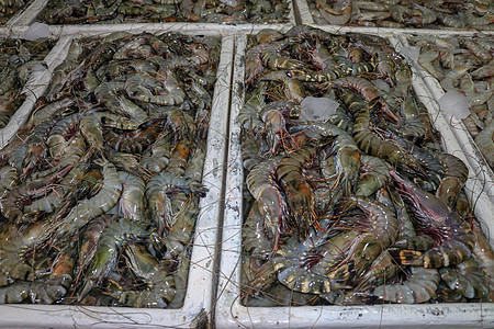金巴兰海鲜柜台上出售的鲜虾图案 巴厘岛海滩 当地鱼市上的鲜虾 一堆冰上的鲜虾待售动物甲壳章鱼钓鱼店铺美食烹饪饮食养殖贝类图片