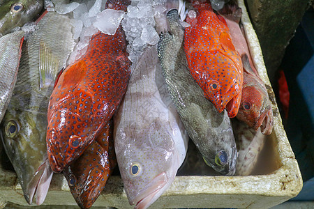 鱼市场冰上的新鲜海鲜 在金巴兰鱼市出售的鲜鱼  传统的当地 巴厘岛金巴兰鱼市的异国情调鱼柠檬美食钓鱼乌贼贝类饮食营养海洋动物店铺图片
