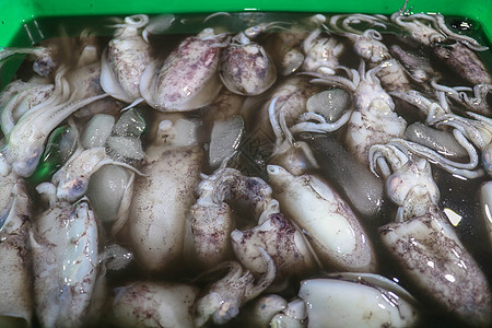 在鱼市Jimbaran销售的海鲜柜台上食用甲状腺动物在聚苯乙烯箱中出售的一些新鲜卡拉马里鱼烹饪钓鱼厨房乌贼市场盘子店铺美食海洋食图片