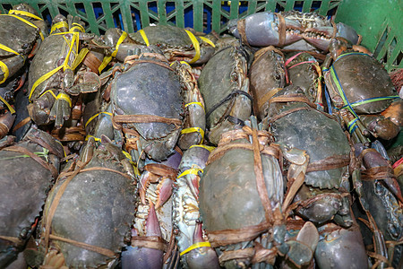 金巴兰海鲜柜台上出售的新鲜螃蟹图案 巴厘岛海滩 当地鱼市上的新鲜螃蟹 束在塑料载体的新鲜的螃蟹待售海洋章鱼贝类食物甲壳龙虾零售美图片