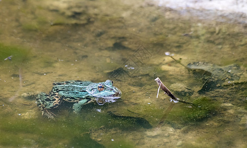 绿青蛙在池塘中游泳爬虫动物群野生动物皮肤眼睛动物沼泽叶子两栖动物环境图片