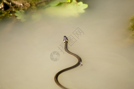 黑蛇在池塘里游泳爬虫水池粘液森林皮肤沼泽动物群波纹捕食者反射图片