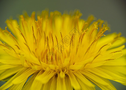 丹德尔翁天然黄色花朵特写宏观同心柔软度叶子植物群季节花园草地花卉植物生长图片