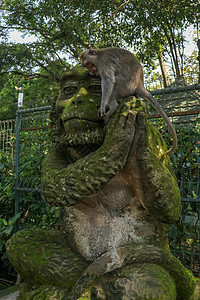 坐在印度尼西亚巴厘岛乌布德圣猴森林的猴子雕塑石像上的猴子肖像 近距离特写哺乳动物猿猴毛皮动物群丛林猕猴眼睛家庭灵长类国家图片